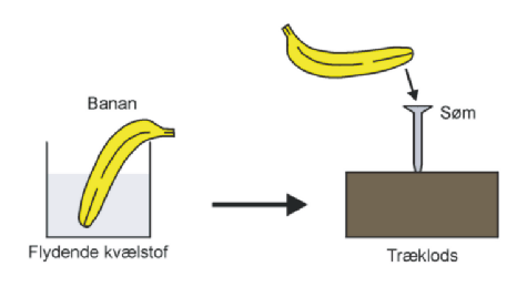 En banan nedfrosset i flydende kvlstof kan bruges som en glimrende hammer, der kan sl et sm i et brt